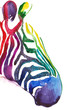 zebra