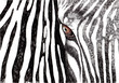 zebra