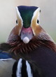 mandarinduck
