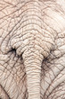 Elefant