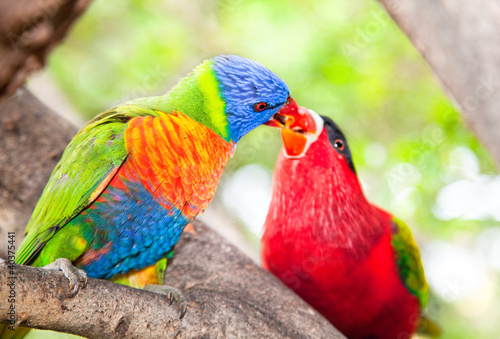 Foto: Australian rainbow lorikeets Australian rainbow lorikeets