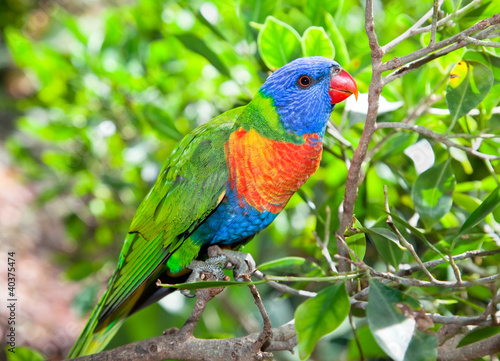 Foto: Australia beautiful lorikeets on branch Australia beautiful lorikeets on branch