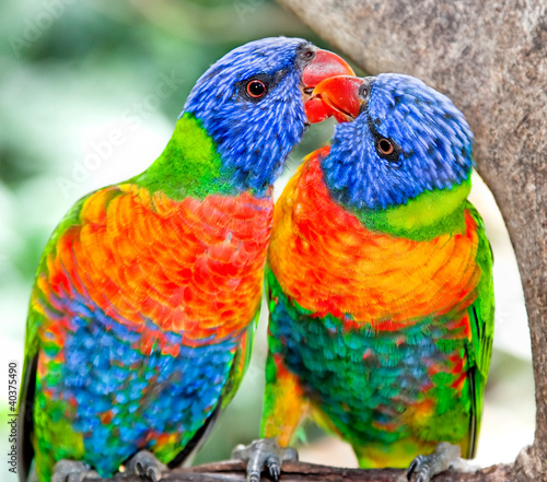 Foto: Australian rainbow lorikeets in nature surrounding Australian rainbow lorikeets in nature surrounding