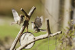 Two Agressive Tree Sparrows Fighting For Food