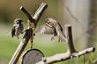 Aggressive Tree Sparrow Defending Position