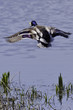A Male Mallard In Flight