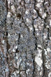 Pine bark with lichen