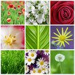 Photo: collage with flowers collage with flowers