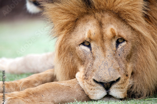 Photo: Löwe Löwe