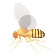 3d render of drozophila melanogast 3d render of drozophila melanogast