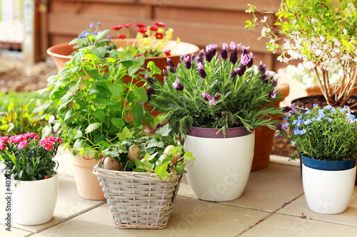 Photo: Flower pots Flower pots