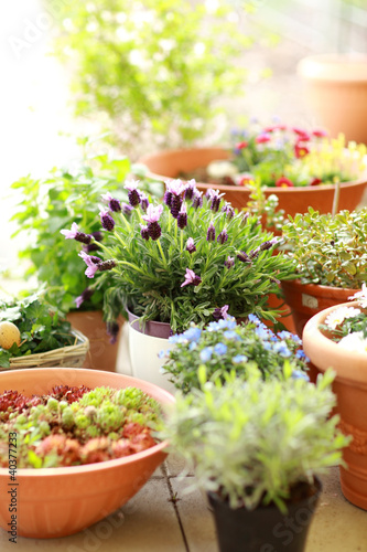 Foto: Flower pots Flower pots