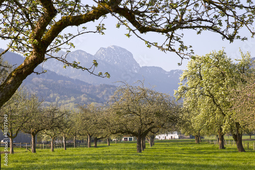 Foto: frühling in oberbayern mit blick zum wendelstein frühling in oberbayern mit blick zum wendelstein
