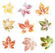 Blackberry leaves, painting Blackberry leaves, painting