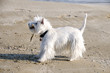 Cagnolino in spiaggia