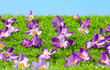 Krokusse auf Wiese - Crocus At Meadow