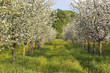 frühlingsidylle in bad feilnbach