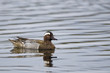 Garganey (Anas querquedula)