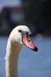 schwan grossansicht schwan grossansicht
