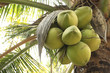 coconut