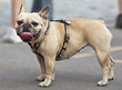 Mops