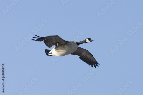 Photo: Flying Goose Flying Goose