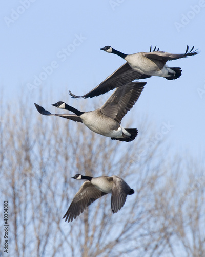 Photo: Flying Canada Geese Flying Canada Geese
