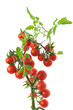 cherry tomato