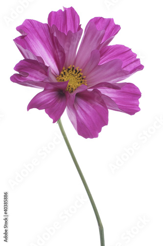 Photo: cosmos cosmos