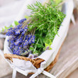 Kräuter, Lavendel
