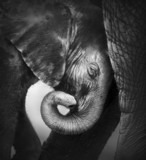 Baby elephant seeking comfort - Fine Art prints