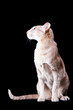 oriental cat sitting on black oriental cat sitting on black
