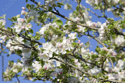 Photo: apfelblüte apfelblüte