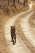 The lone tigeress
