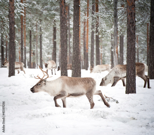 Foto: reindeer reindeer