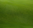 grass texture