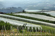 Apple trees in Italy