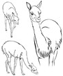 Guanaco llama