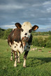 animal ferme vache 80