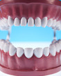 Teeth