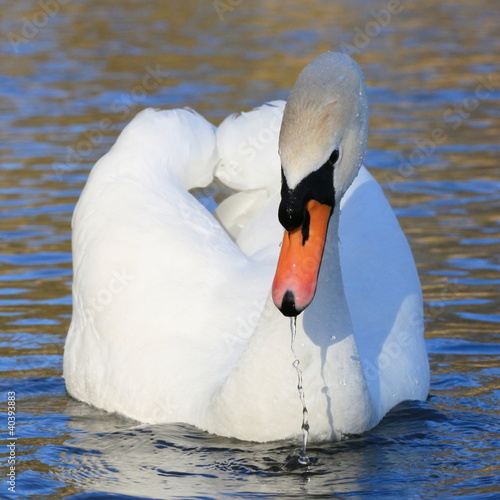 Foto: Schwan-4561b1 Schwan-4561b1