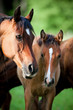 Bay mare with foal in pasture