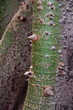 Photo: Tree with thorns Tree with thorns