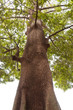 Photo: Tree with thorns Tree with thorns