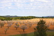 almendros en primavera