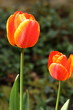Bright yellow and orange tulips Bright yellow and orange tulips