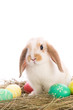 Easter bunny with colored eggs