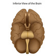 Base of the brain, eps8