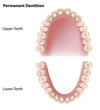 Permanent teeth, adult dentition, eps8