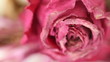 Dead Rose Montage Macro Rack Focus Dead Rose Montage Macro Rack Focus